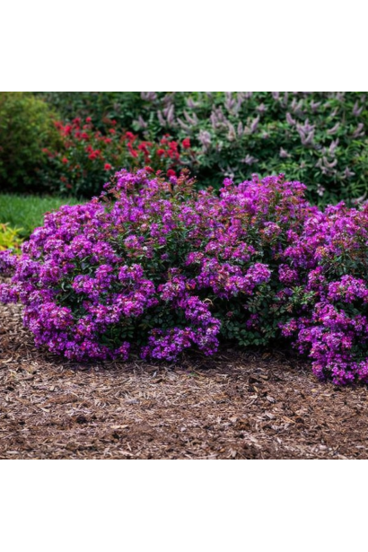 Індійський бузок Petite Orchid 